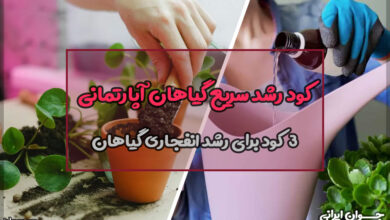 کود رشد سریع گیاهان آپارتمانی