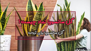 گل سانسوریا نماد چیست