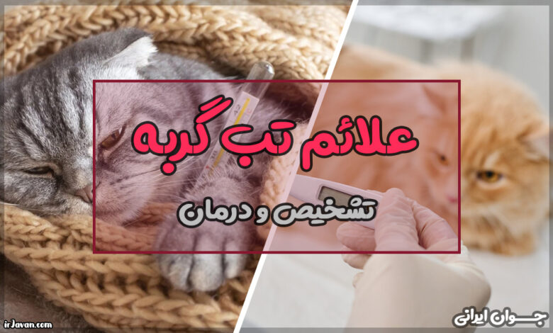 علائم تب گربه چیست؟ بهترین درمان آن - جوان ایرانی