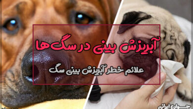 آبریزش بینی در سگ ها