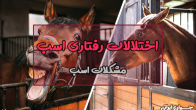 اختلالات رفتاری اسب