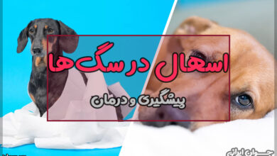 اسهال در سگ ها
