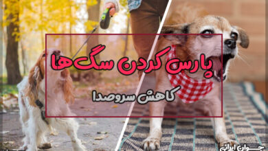 جلوگیری از پارس کردن سگ ها