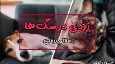 زردی در سگ ها