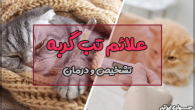 علائم تب گربه