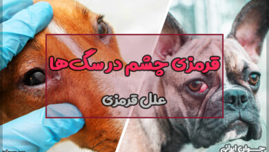 قرمزی چشم در سگ ها