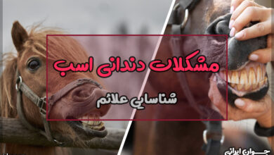 مشکلات دندانی اسب