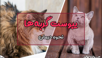 نحوه درمان یبوست گربه