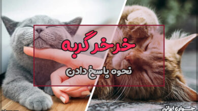 چرا گربه خرخر میکنه؟