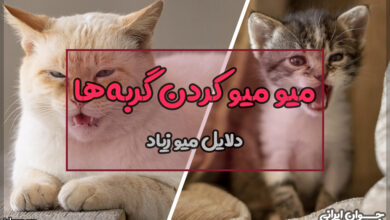 چرا گربه زیاد میو میو میکند؟