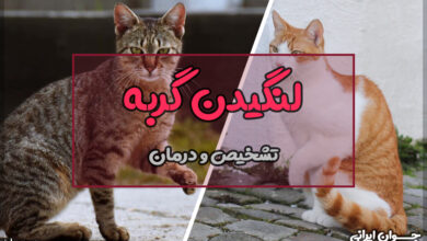چرا گربه میلنگد؟