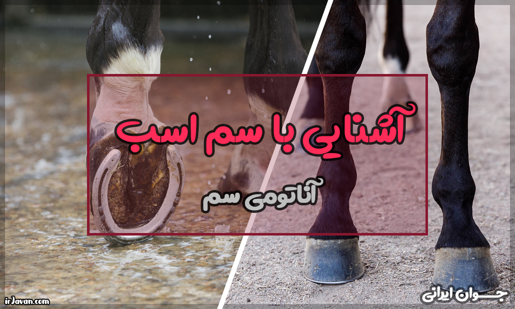 آشنایی با سم اسب (نحوه ساختار آن) - جوان ایرانی