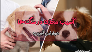 آسیب مغزی در سگ ها