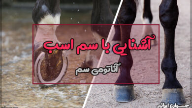 آشنایی با سم اسب
