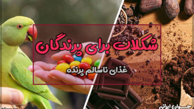 آیا پرندگان میتوانند شکلات بخورند؟