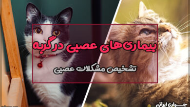 بیماری های عصبی در گربه