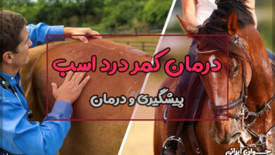 درمان کمر درد اسب