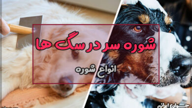شوره سر در سگ ها