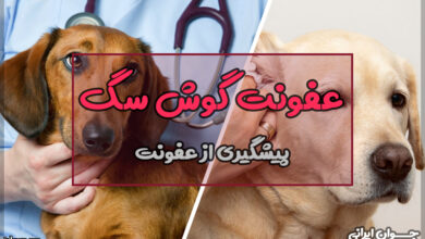 عفونت گوش سگ
