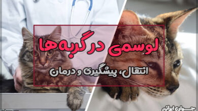 لوسمی در گربه ها