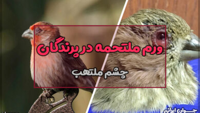 ورم ملتحمه در پرندگان