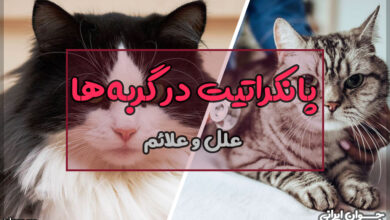 پانکراتیت در گربه ها
