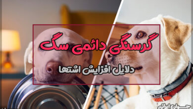 چرا سگ من همیشه گرسنه است؟