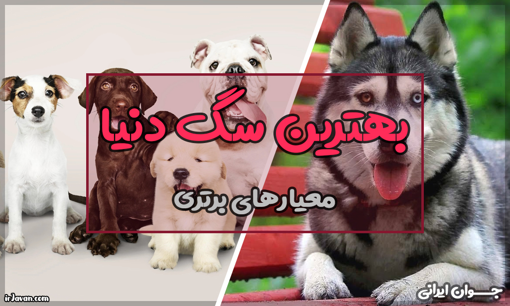 بهترین سگ دنیا (مقایسه هوش + وفاداری آنها) - جوان ایرانی