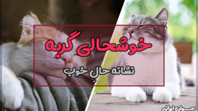 آیا گربه من خوشحال است؟