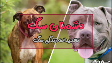 دشمن سگ کیست؟