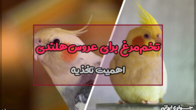 نحوه دادن تخم مرغ به عروس هلندی