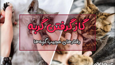 چرا گربه ها گاز میگیرند؟