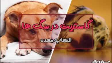 گاستریت در سگ ها