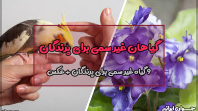 گیاهان غیر سمی برای پرندگان