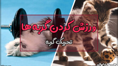 ورزش کردن گربه ها