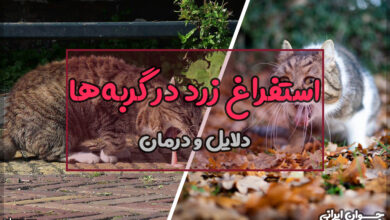 استفراغ زرد در گربه ها