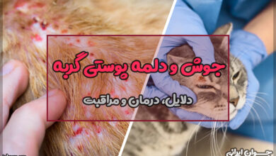 جوش و دلمه پوستی گربه