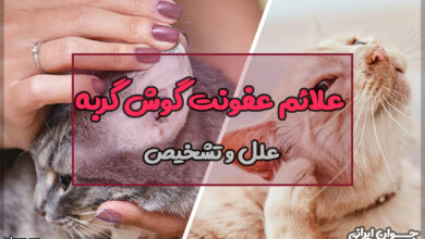 علائم عفونت گوش گربه