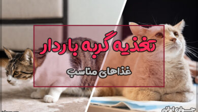 غذای گربه باردار چیست؟