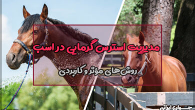 مدیریت استرس گرمایی در اسب