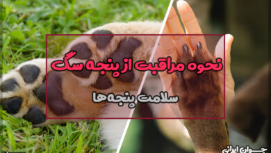 نحوه مراقبت از پنجه سگ