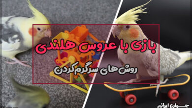 چگونه با عروس هلندی بازی کنیم؟