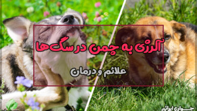 آلرژی به چمن در سگ ها