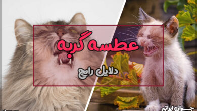 چرا گربه عطسه میکند؟