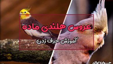 آیا عروس هلندی ماده حرف میزند؟