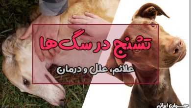تشنج در سگ ها