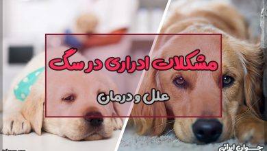 مشکلات ادراری در سگ