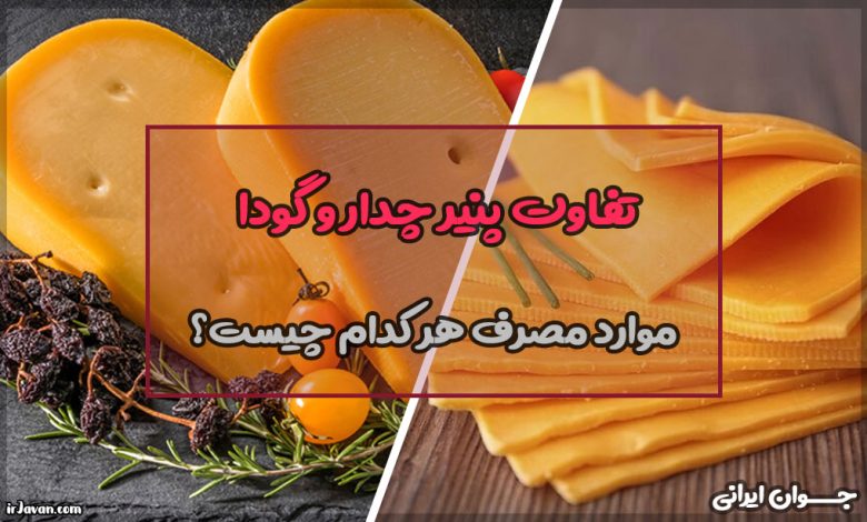 تفاوت پنیر چدار و گودا