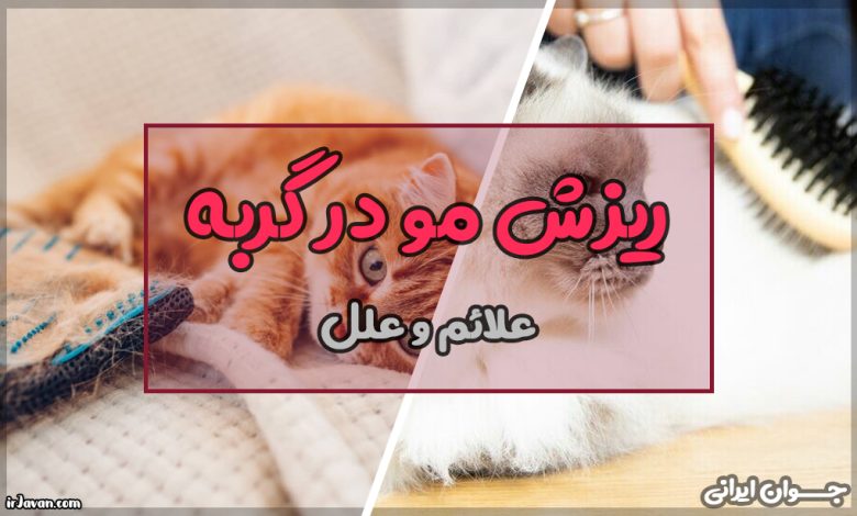 علت ریزش مو گربه