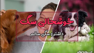 چگونه سگ را خوشحال کنیم؟